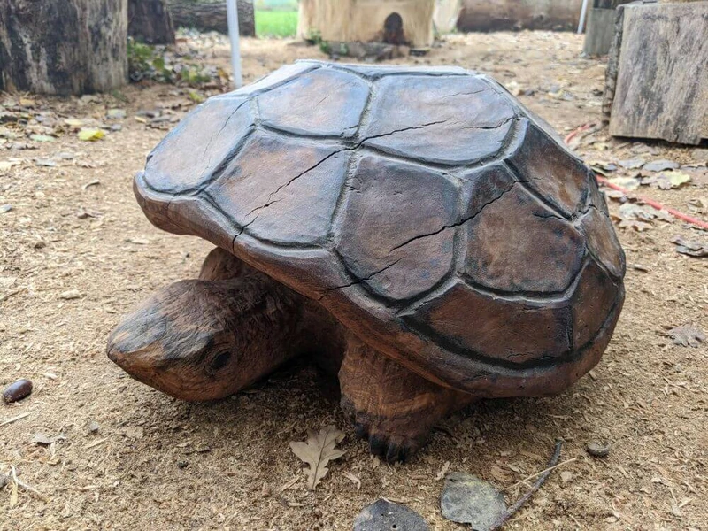 Tortue